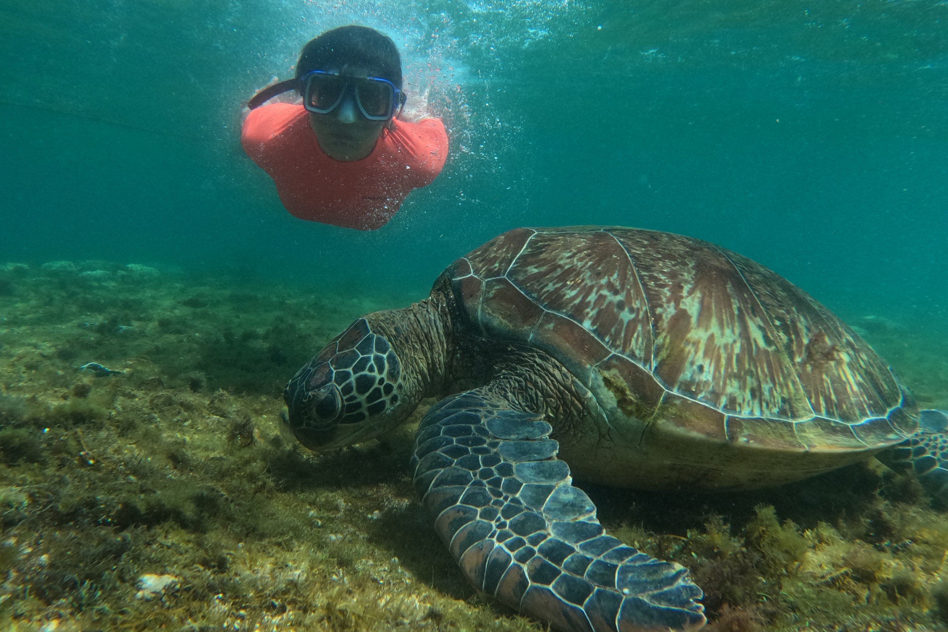 Apo Island Snorkeling & Scuba Diving Tour