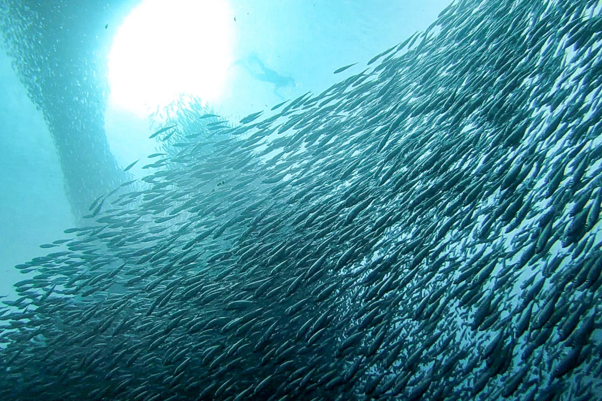 Moalboal Sardines Run